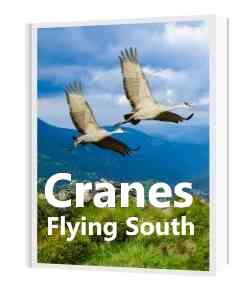 Cranes Flying South